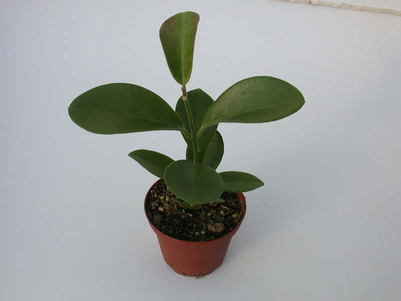 hoya australis glatt 1399