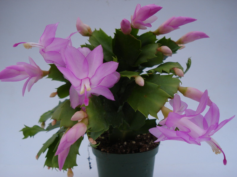 schlumbergera thor pandora 1560