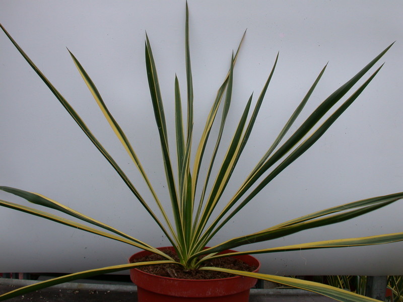 yucca filamentosa bright edge 9726