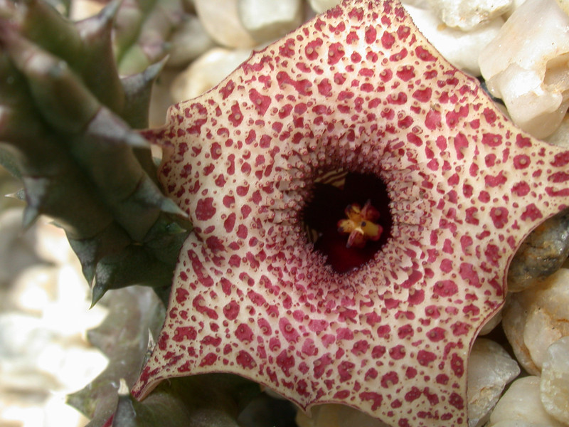 huernia hislopii zander 02