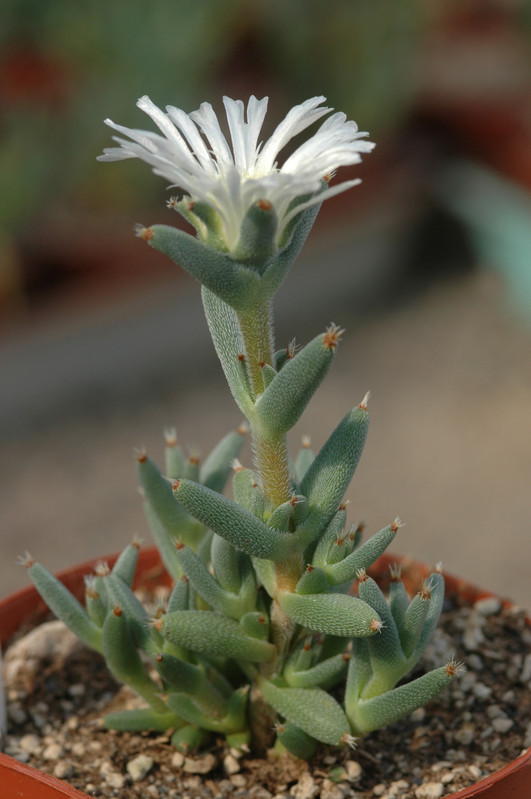 trichodiadema mirabile 03