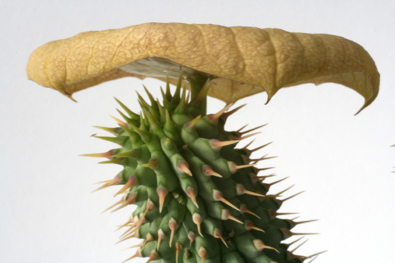 hoodia gordonii 6410