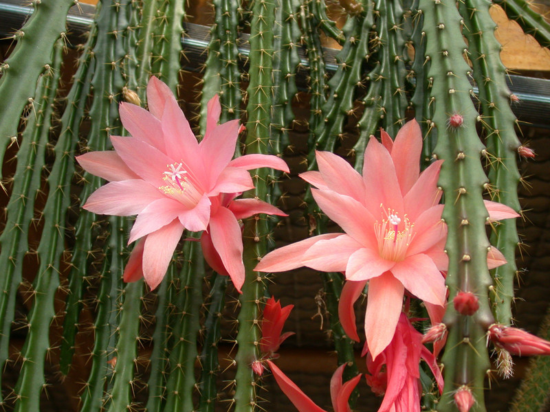 aporocactus wendy5