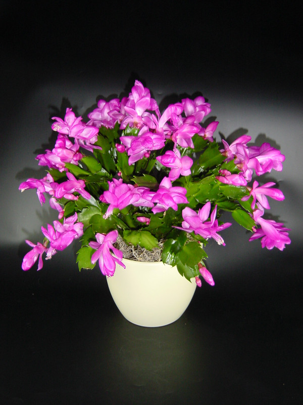 schlumbergera dark madisto 01