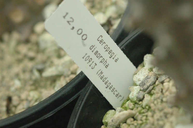 ceropegia dimorpha 04