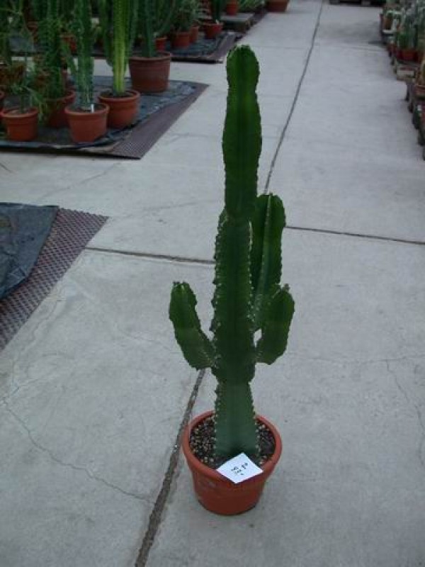 euphorbia ingens 2 95cm 83euro