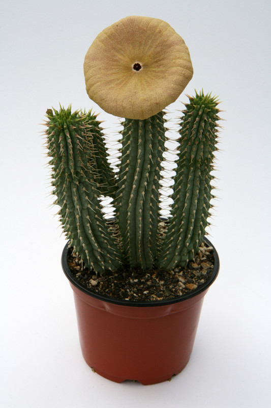 hoodia gordonii 6400