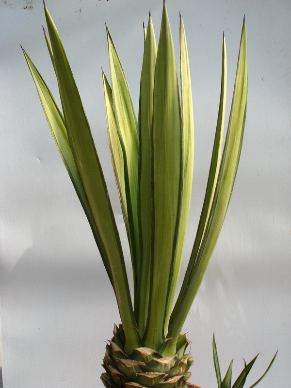 agave sisaliana variegata