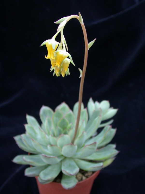echeveria pulidonis 03