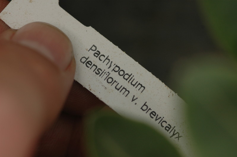 pachypodium densispinum brevicalyx 1144