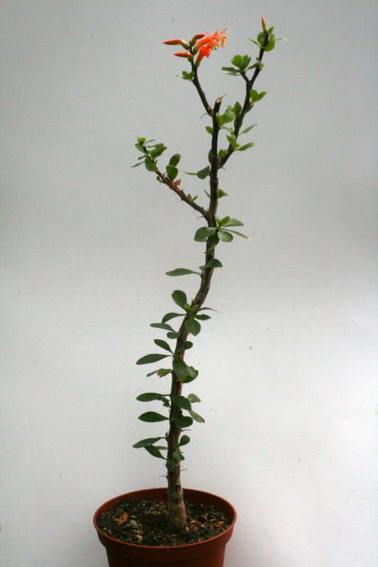 fouquieria formosa 8980