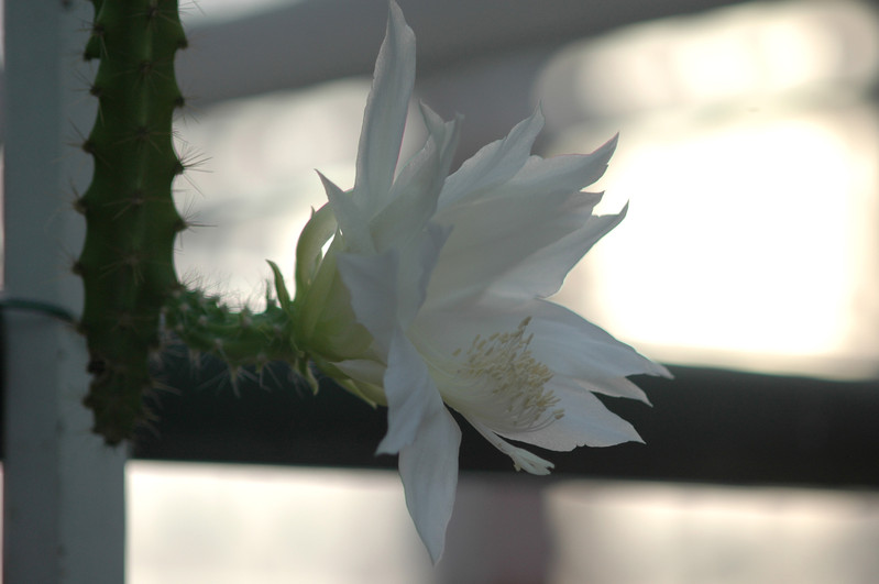 heliocereus speciosus amacamensis 14