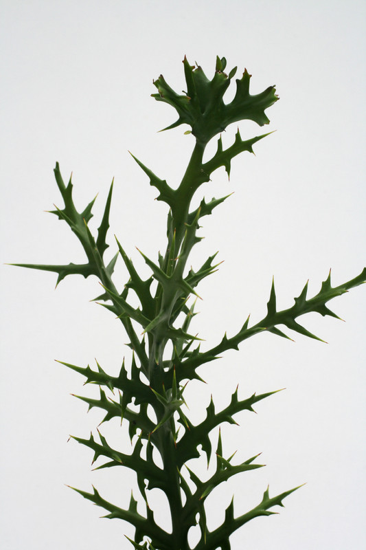 euphorbia stenoclada 3568