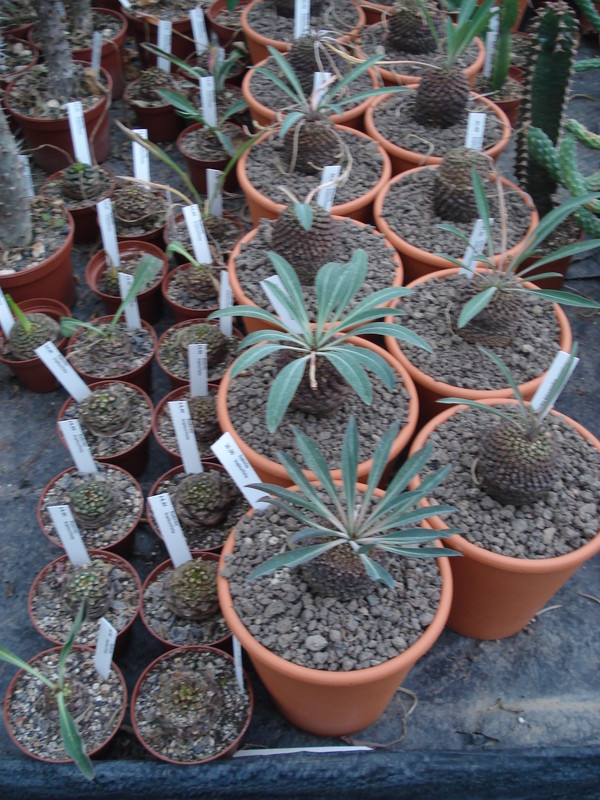 euphorbia bupleurifolia 9954