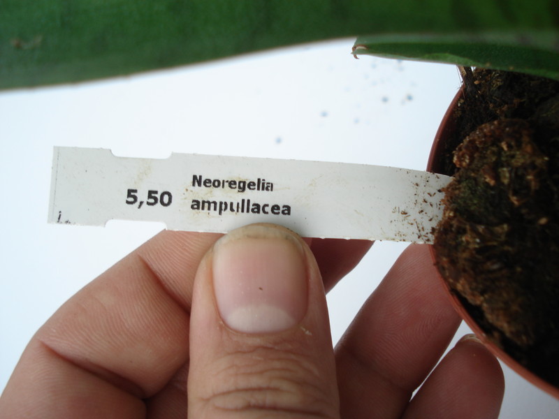 neoregelia ampullacea 4593