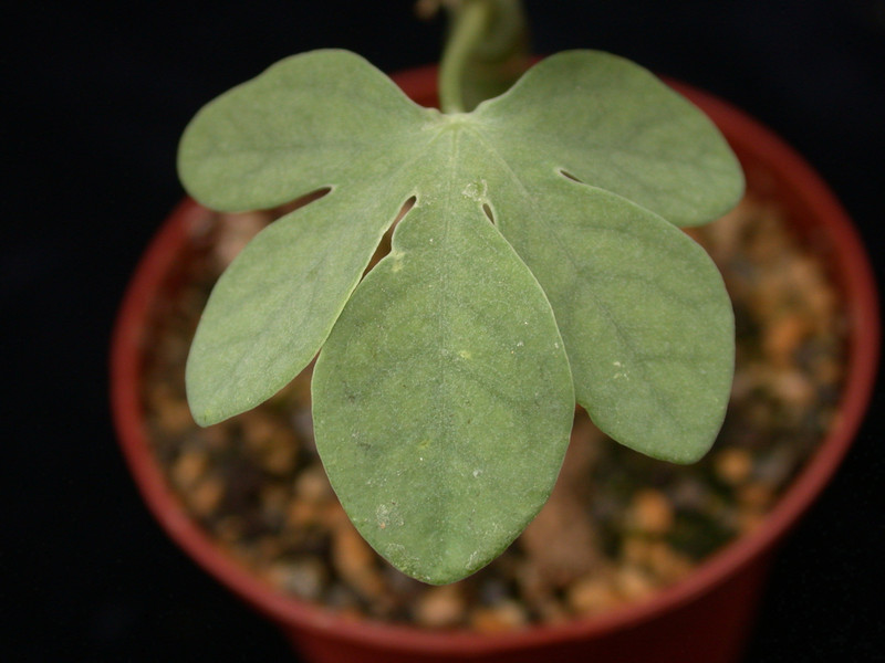 adenia glauca 02