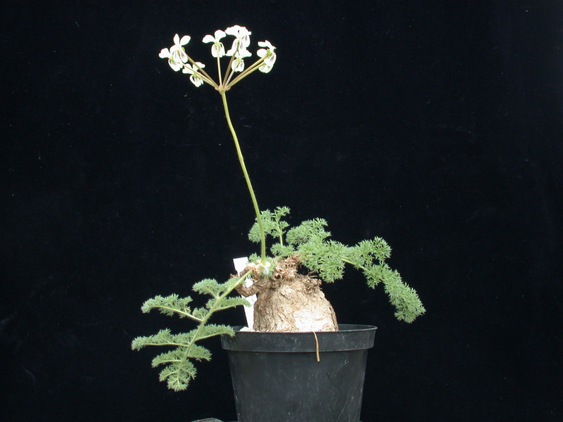 pelargonium triste 03