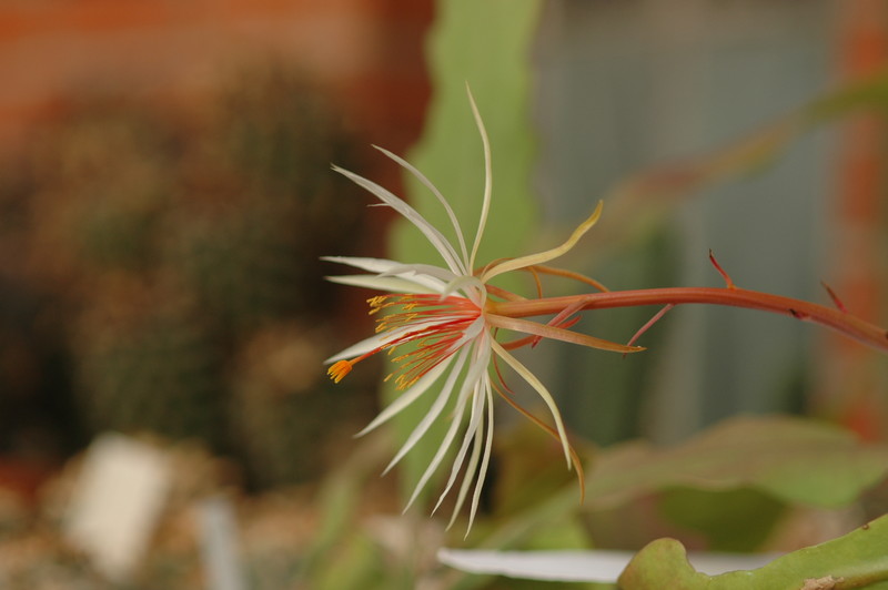 epiphyllum phyllanthus rubrocoronatum rba373 711