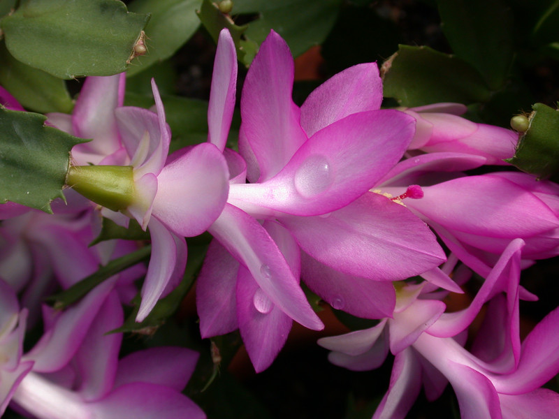 schlumbergera lady linda 01