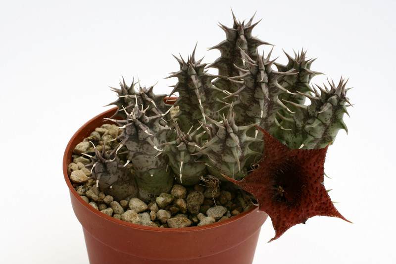 huernia saudi arabica 9525