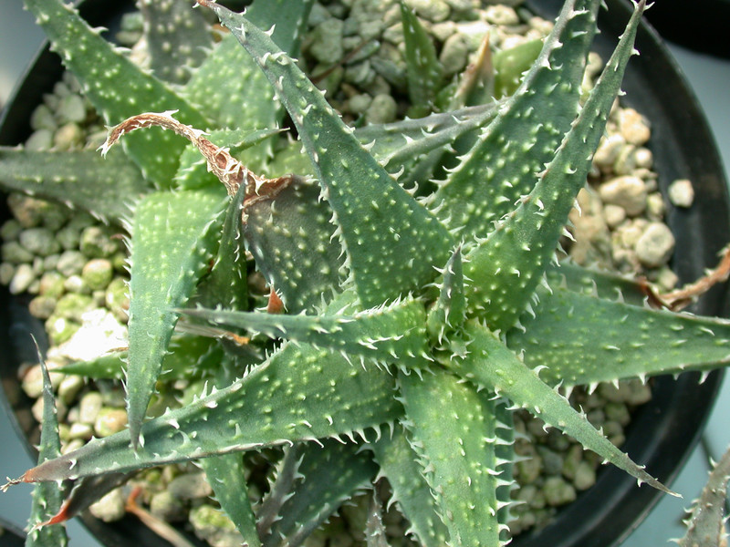 aloe parvula x descoingnsii es3220 02
