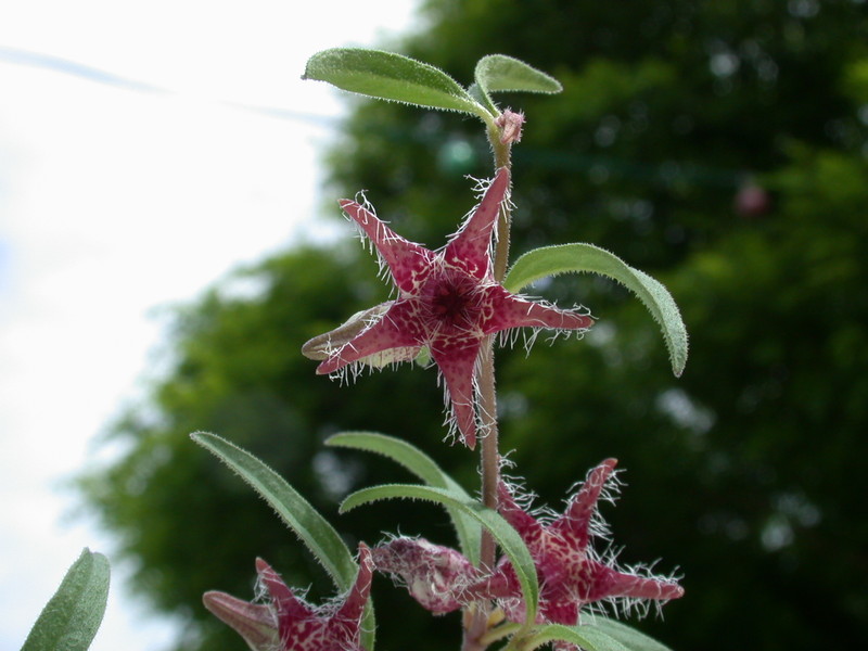 brachystelma tuberosum es2790 01