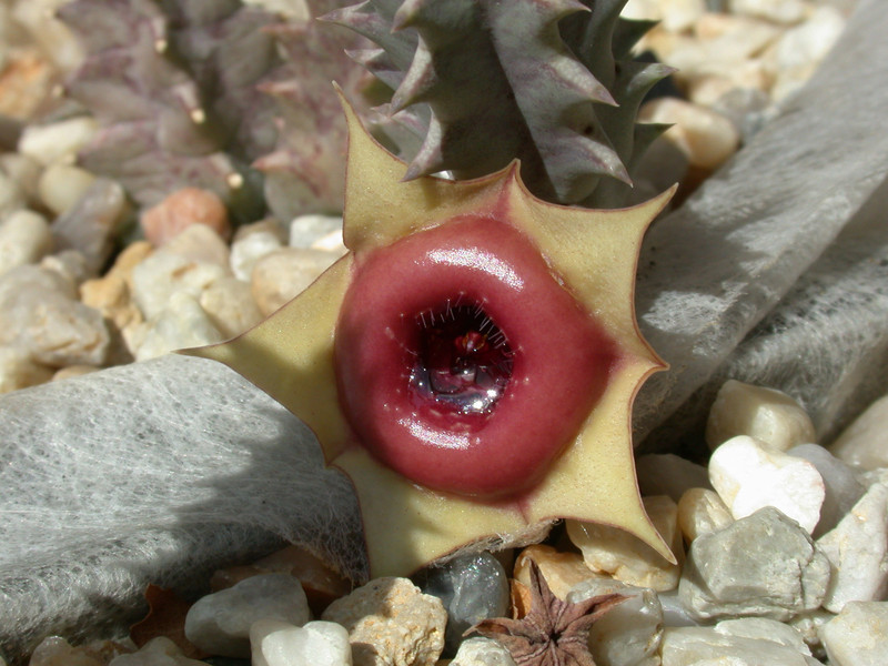 huernia insigniflora 01