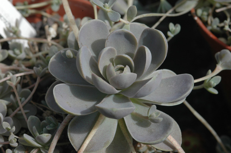 orostachys macrophylla mongolei 02
