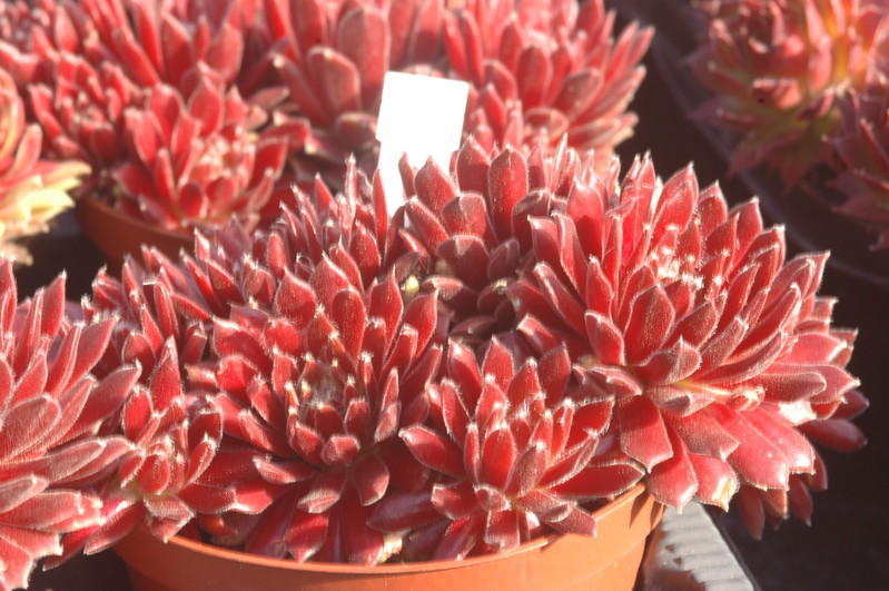 sempervivum arachnoideum rote selektion 1382
