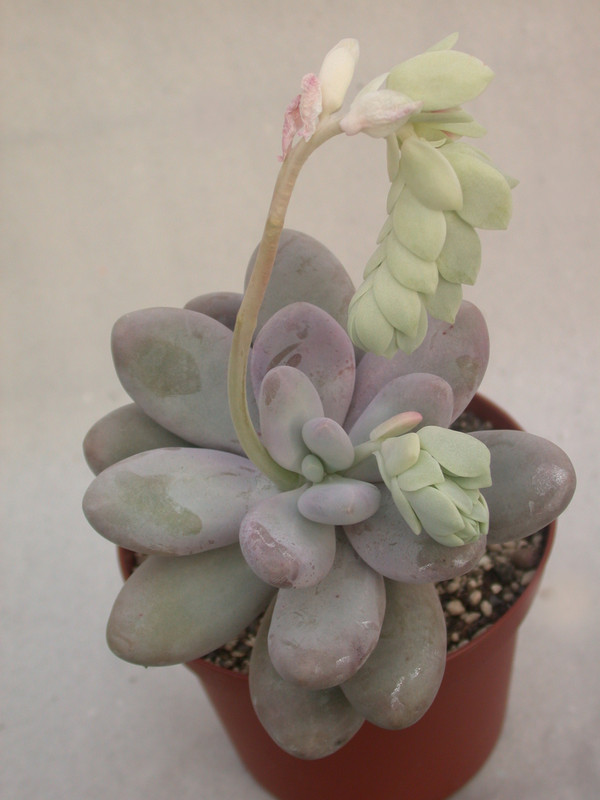pachyphytum oviferum 29