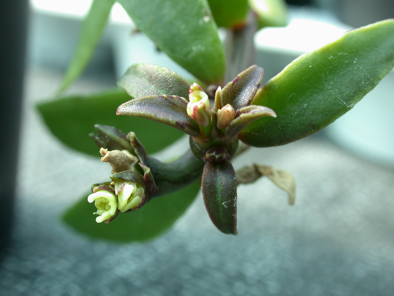 monadenium montanum rubellum es1775 01