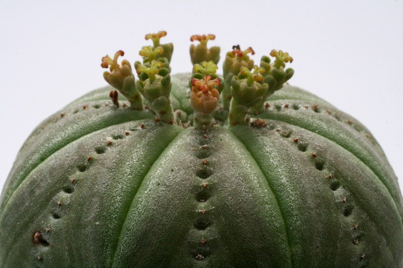 euphorbia symmetrica 9794 sm