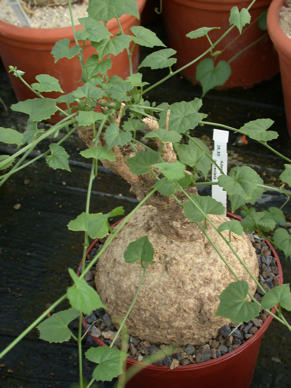 adenia lanceolata 02