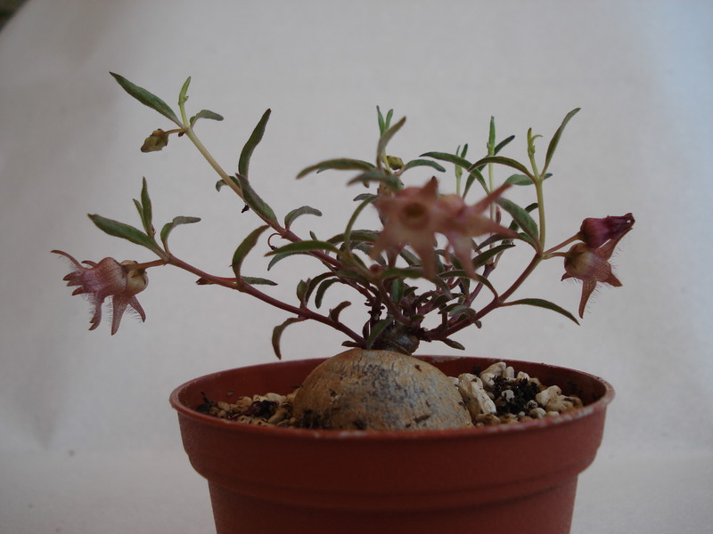 brachystelma meyerianum 145