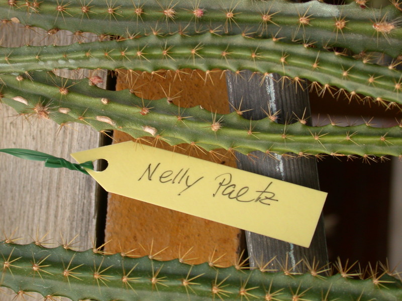 aporocactus nelly paetz 8955