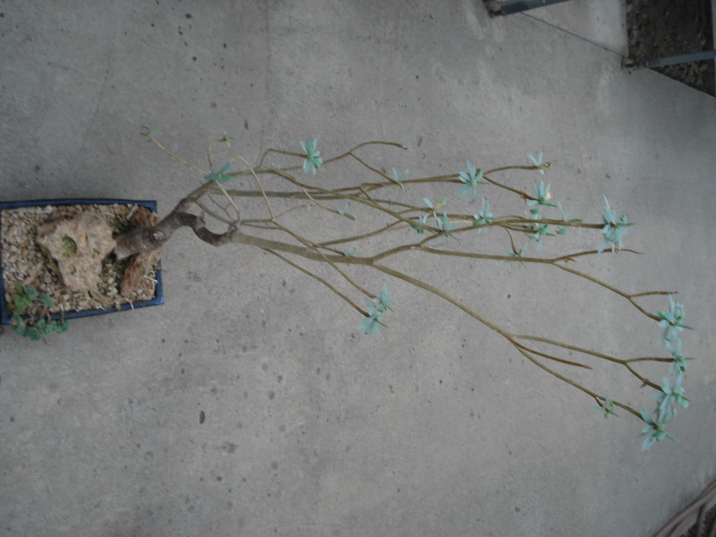 euphorbia atropurpurea 046