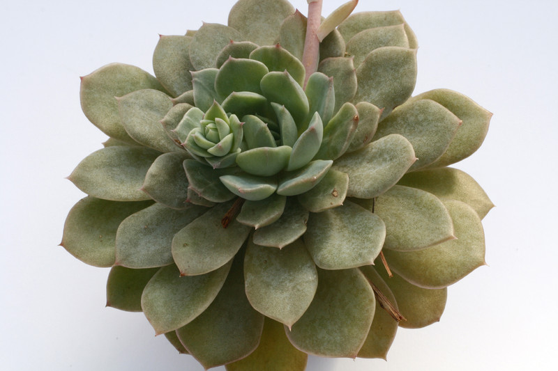 echeveria globulosa 7959
