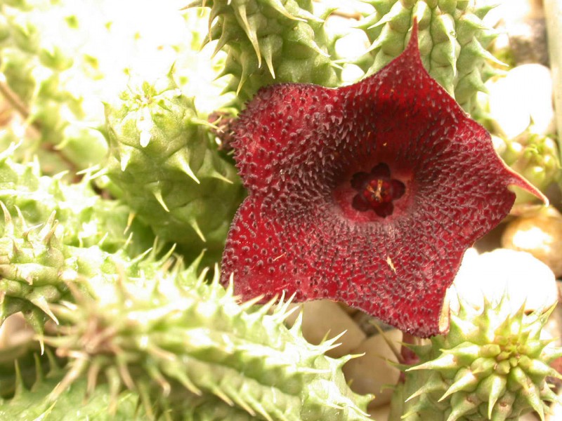 huernia angolensis 01