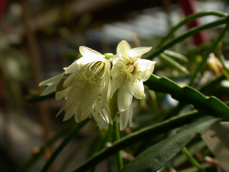 rhipsalis warmingiana1 36
