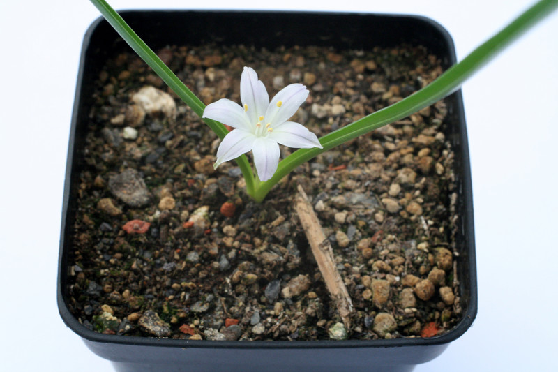 polyxena odorata 0901