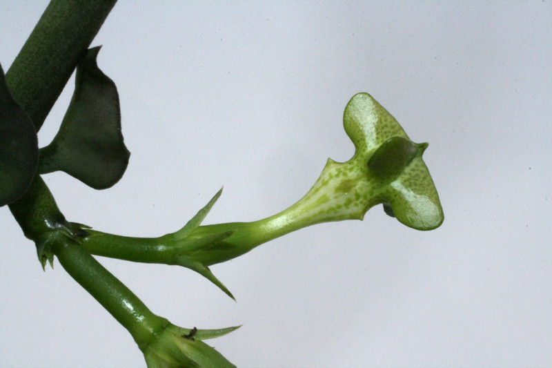 ceropegia spec 9867