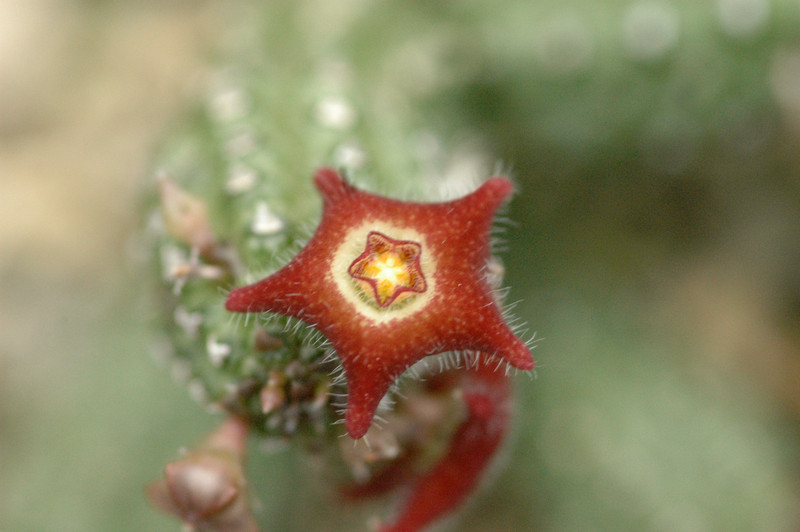 piaranthus repens bavazzini 01
