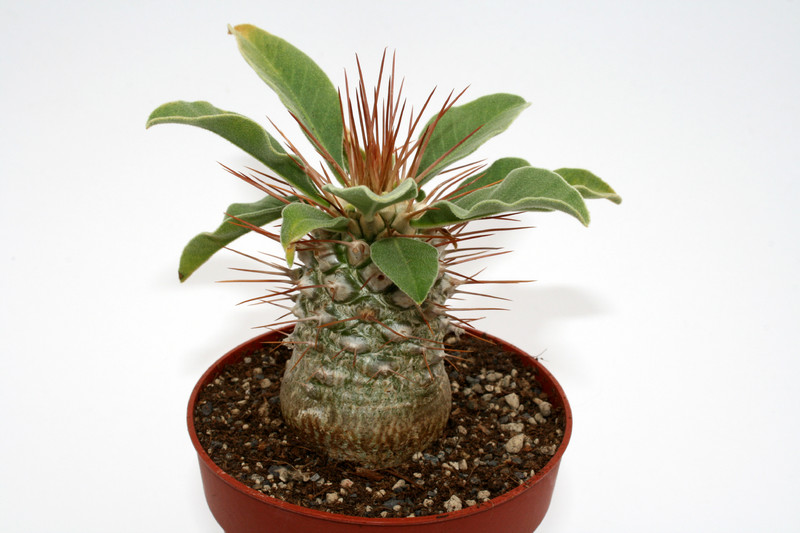 pachypodium namaquanum 6985