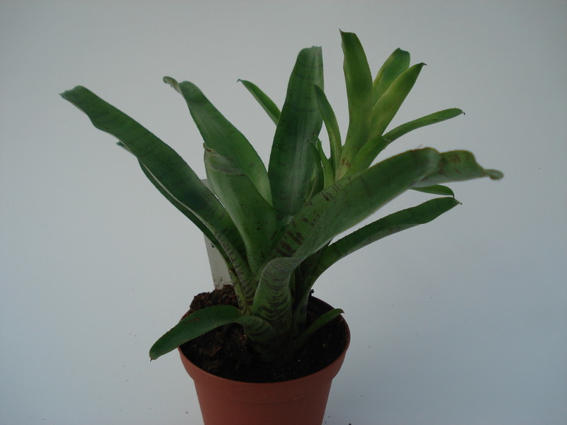 neoregelia ampullacea 4591