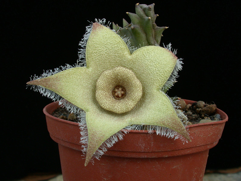 diplocyantha ciliata02