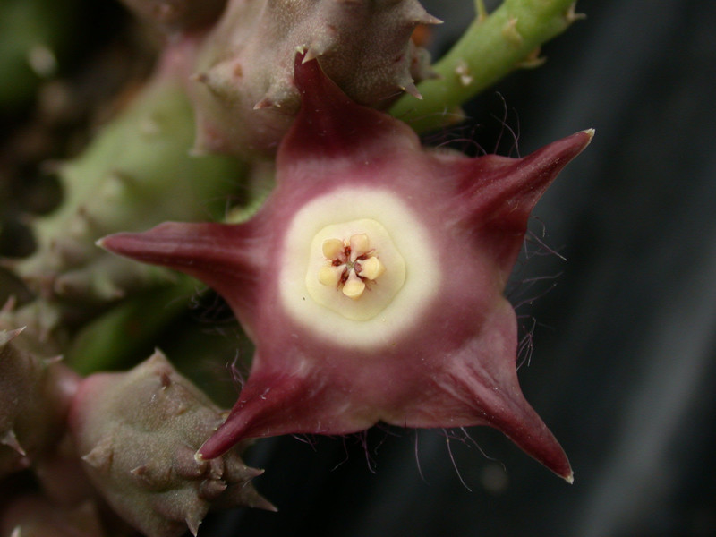 duvalia pillansii 01