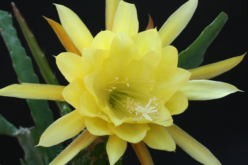 eh yellow gem 9910 3088
