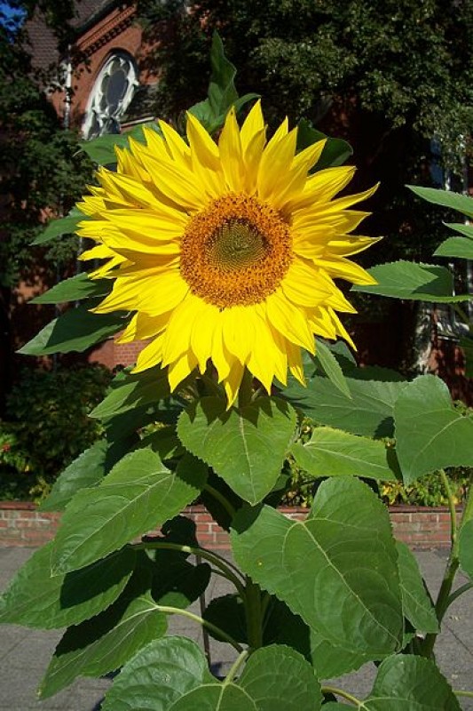 Helianthus annuus L. subg. Asterales Sonnenblume ssp. Asteraceae
