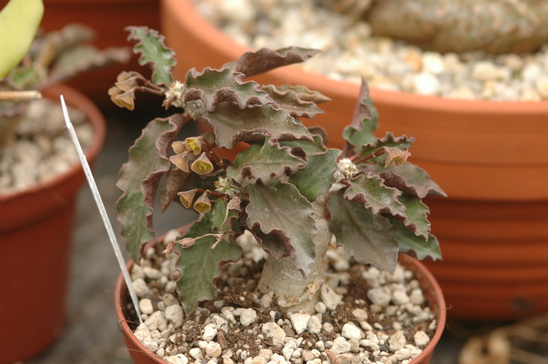 euphorbia ambovombensis 1109