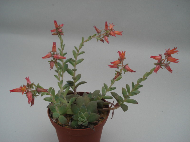 echeveria carnicolor 8374